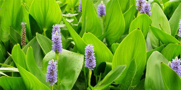pickerelweed2