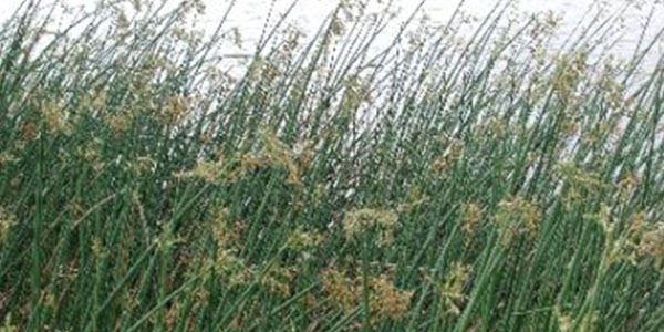 Bulrush