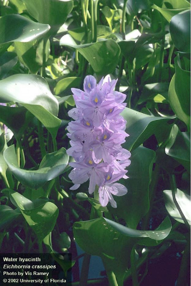 Water Hyacinth