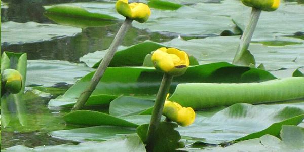 Spatterdock